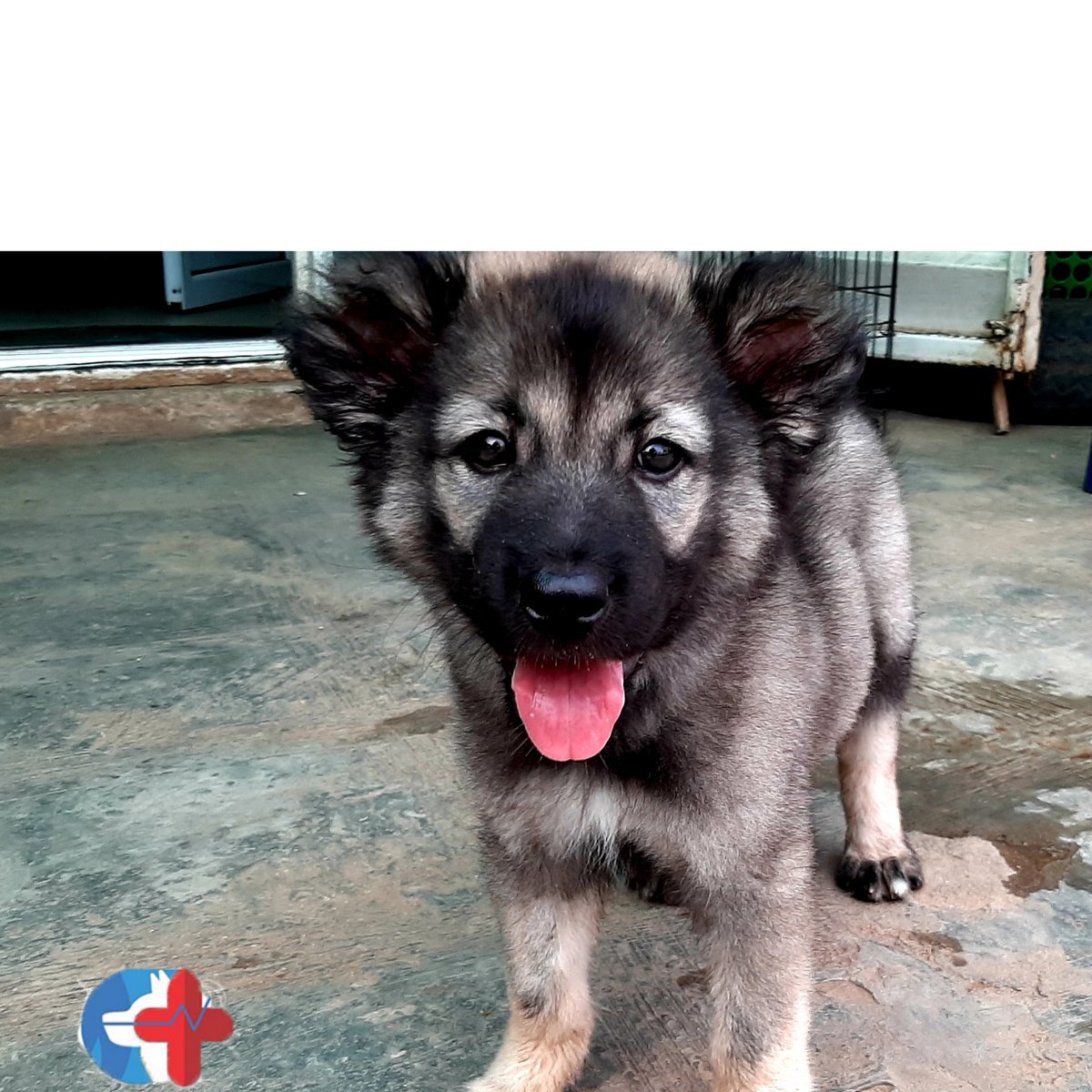 CarotidVet's tweet photo. Do you see that tongue? It is Diesel's way of saying "thank you" to his own. π€©ππΆπ
#CarotidVet #Agege #naijadogsbreeders #dogsoftwitter #lagos #PetsAreTheBest #Naija #SaturdayThoughts #caucasianshepherd #naijadoglovers #naija #pigeons #dogsinlagos #agriculture https://t.co/sbpj5RYTXj