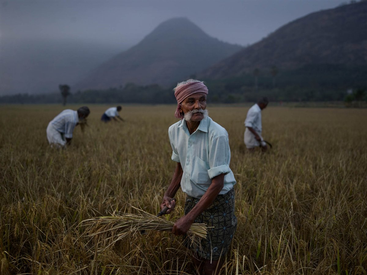 Rice farmer Vasu Devan. Elevancherry, Palakkad, Kerala, India.