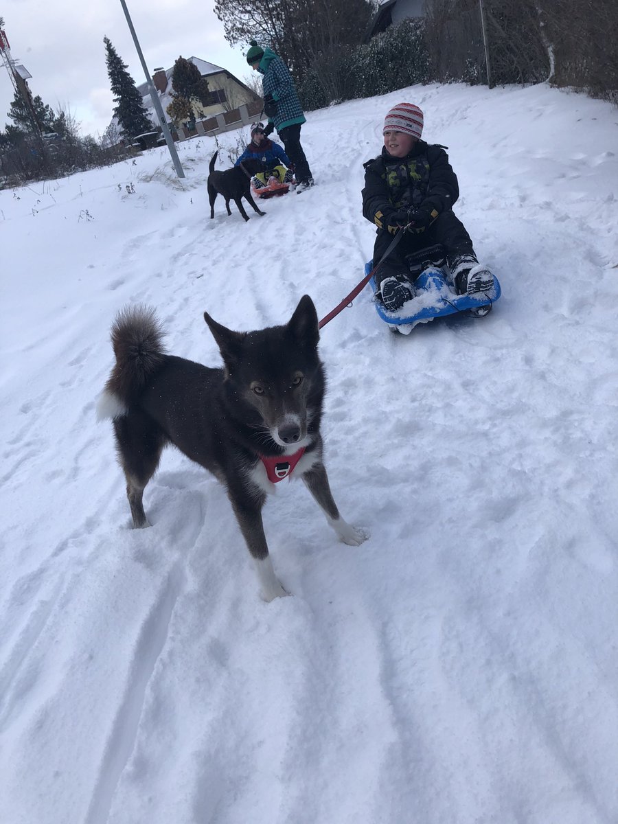 AndreasRottenst's tweet photo. Mein Husky hat Hochsaison! https://t.co/RKpJDF8M6H