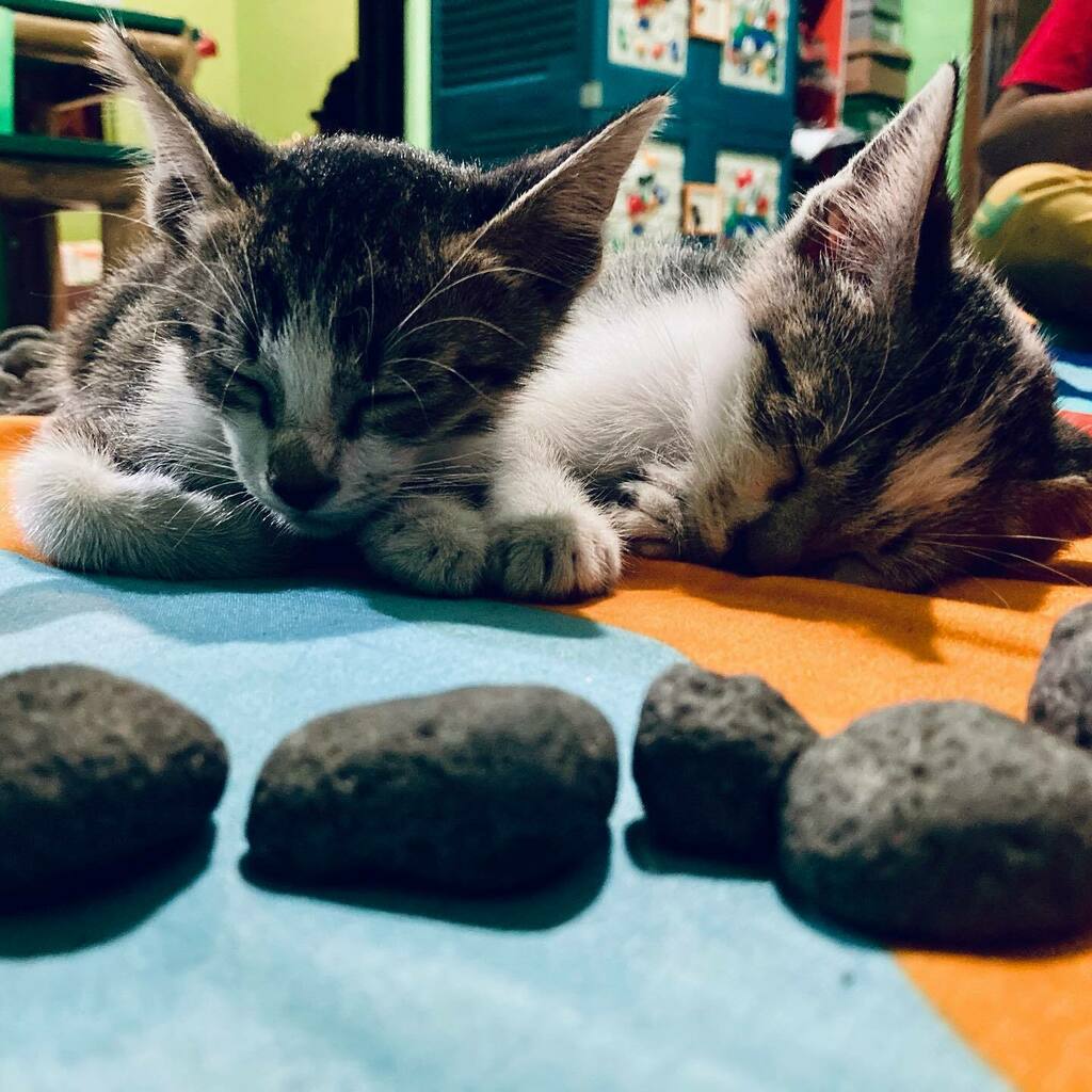 subosito's tweet photo. so sleepy https://t.co/pKBAYSuz5g