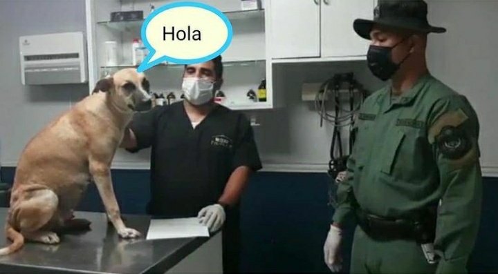 La perra llamada Susy, la cual fue pateada por un policía en el área de San Miguel, está embarazada, y fue trasladada a una veterinaria por parte de la Policía Ambiental y la Fundación Manchitas. Será adoptada por @ProtegeryServir #TReporta
