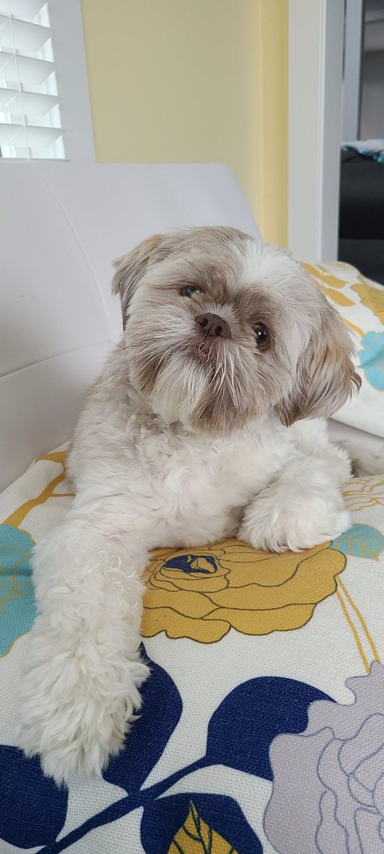 kalopsiatric's tweet photo. The boy is babysitting me as I work 😍
#weekendworkmode #pettwitter #Simba https://t.co/g91a5w196q