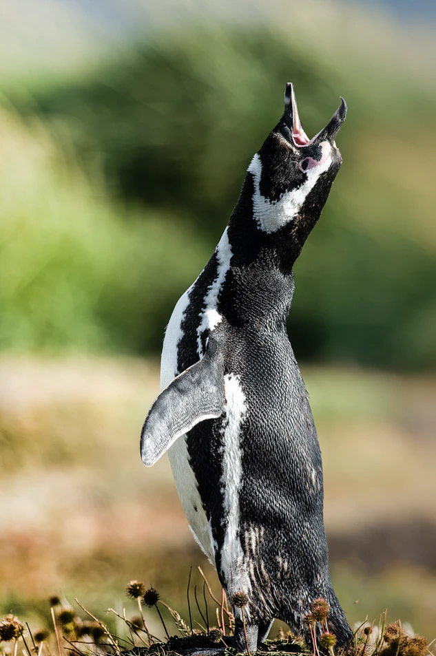 penguins365's tweet photo. Nope - still not raining! 🐧

#PenguinOfTheDay
#Penguins 
#raining 
#StillNotRaining

📷AGL Fotos https://t.co/cOdAonIGgy