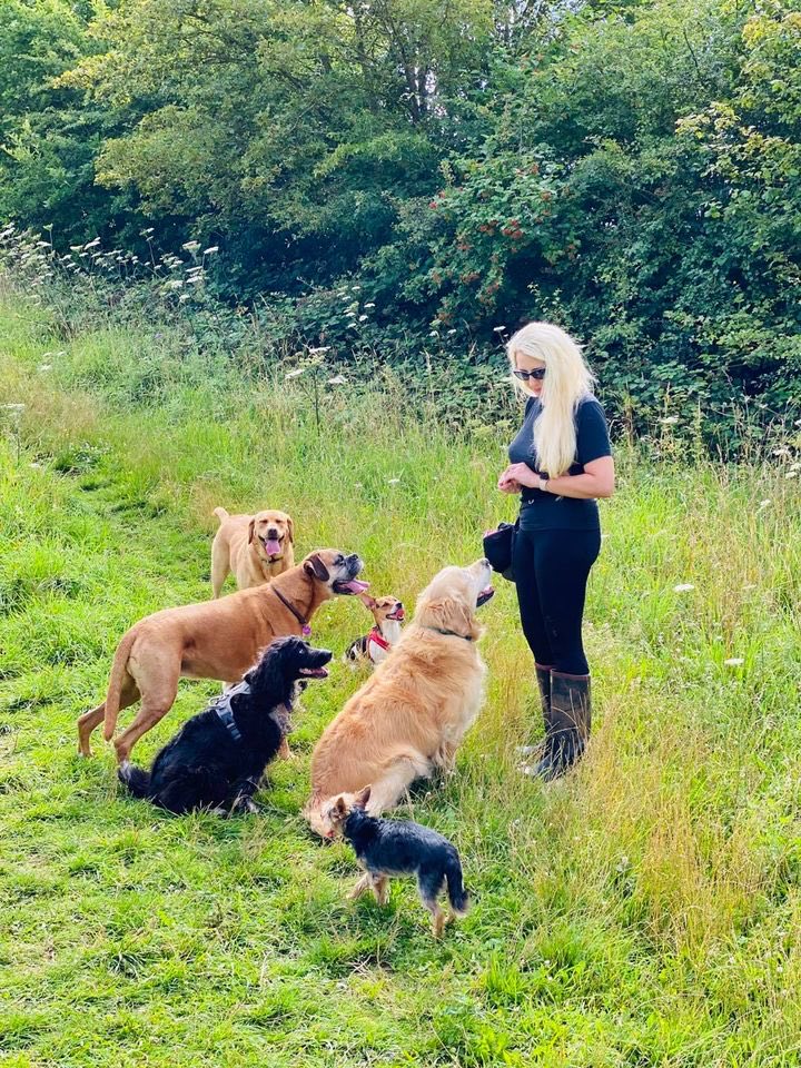 ShepherdBengal's tweet photo. All of the woofys patiently waiting for a mid walk snack! #Shepherdandbengal #dogsoftwitter #dogwalking #DogLover #Dog #HemelHempstead #BiteBoxes #Watford #Hertfordshire https://t.co/Nk8MJGkRif