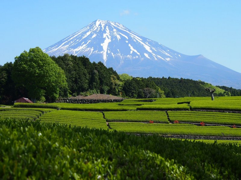 JapanTravel's tweet photo. For this weekend’s #47prefectureproject we'll be looking at #Shizuoka Prefecture, a region of Japan that is synonymous with tea. In fact, they produce around 40% of the country's tea overall, so you can see this is a big part of life here. 🍵
Learn more: https://t.co/2pzMKvaiTN https://t.co/QXBAGCTHWN