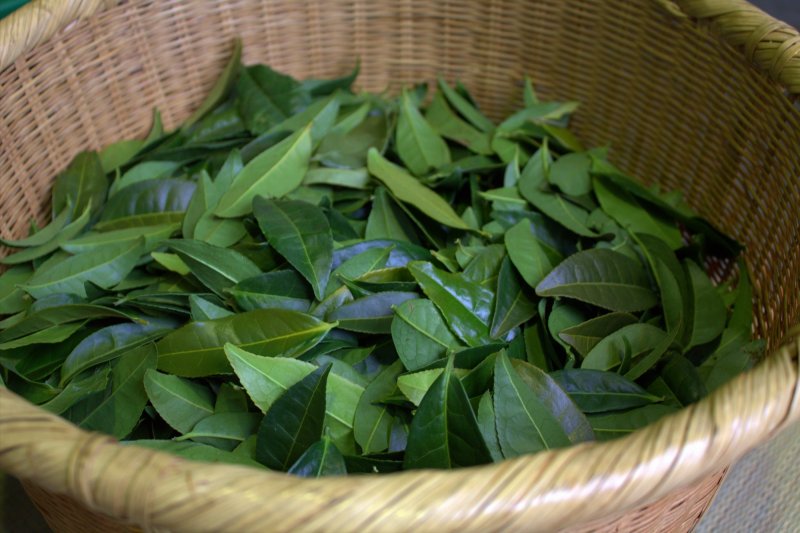 JapanTravel's tweet photo. For this weekend’s #47prefectureproject we'll be looking at #Shizuoka Prefecture, a region of Japan that is synonymous with tea. In fact, they produce around 40% of the country's tea overall, so you can see this is a big part of life here. 🍵
Learn more: https://t.co/2pzMKvaiTN https://t.co/QXBAGCTHWN