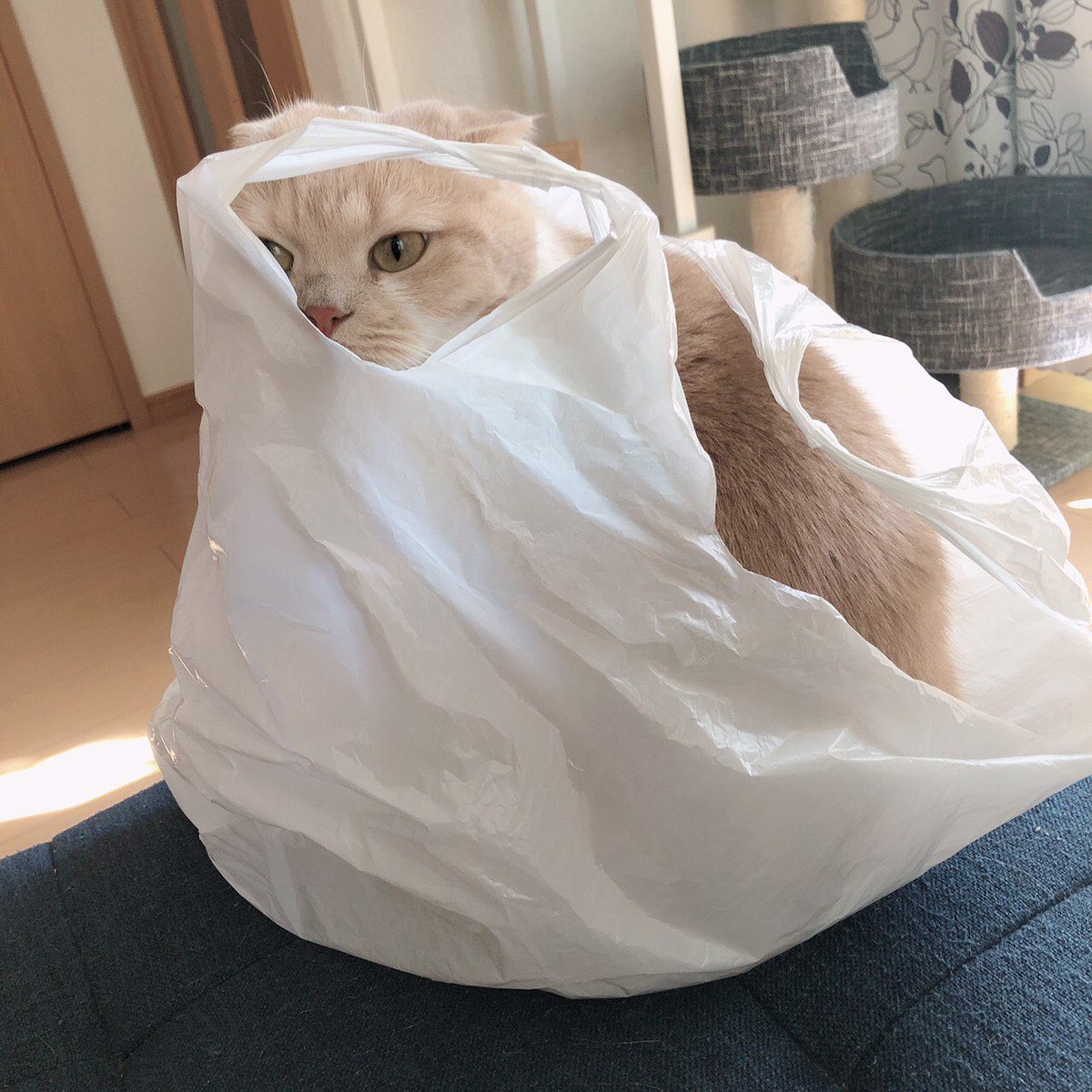 Advanceblast_10's tweet photo. 猫とビニールの相性の良さはまるで自分と愛車を見ているような、、、w https://t.co/maFe7NdkU5
