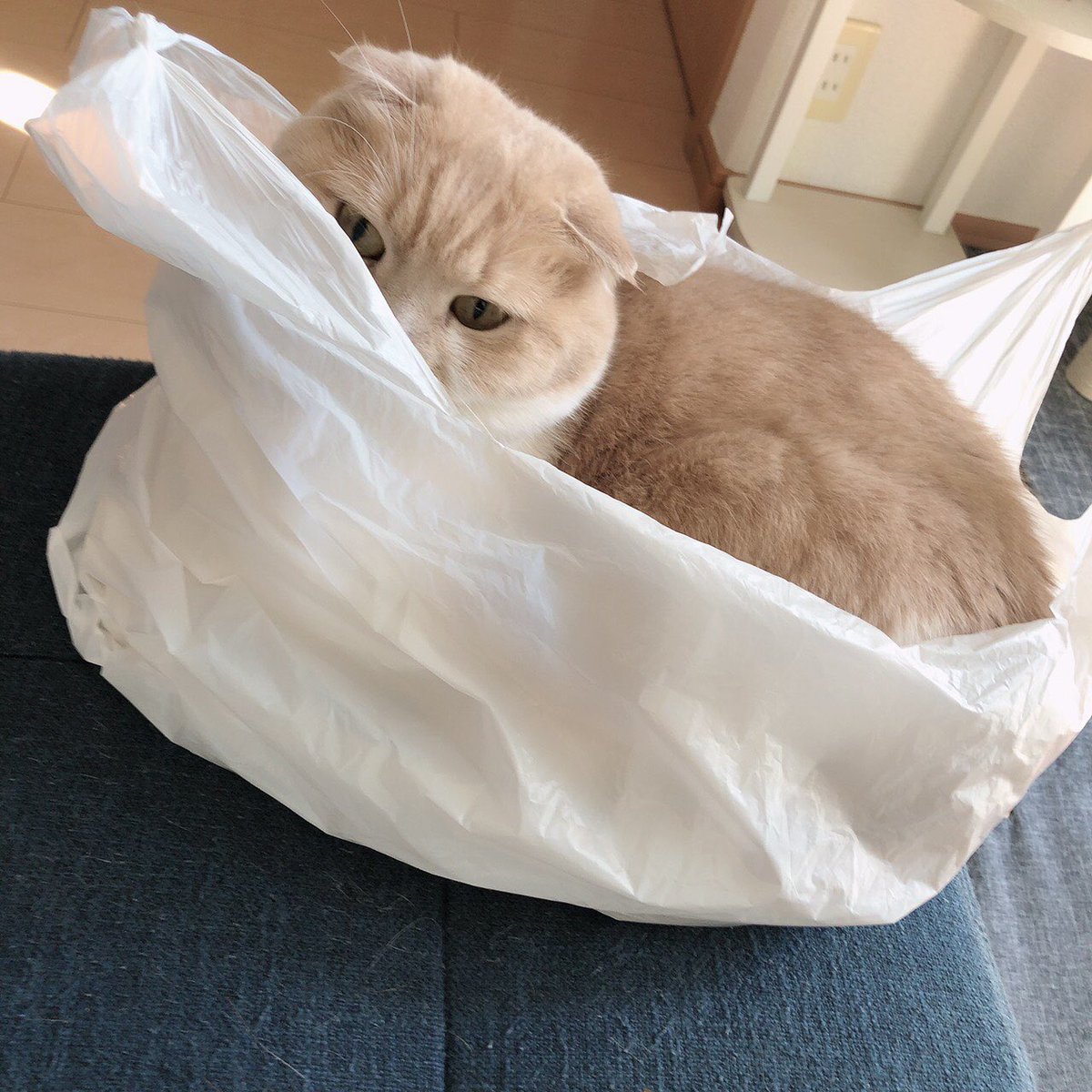 Advanceblast_10's tweet photo. 猫とビニールの相性の良さはまるで自分と愛車を見ているような、、、w https://t.co/maFe7NdkU5