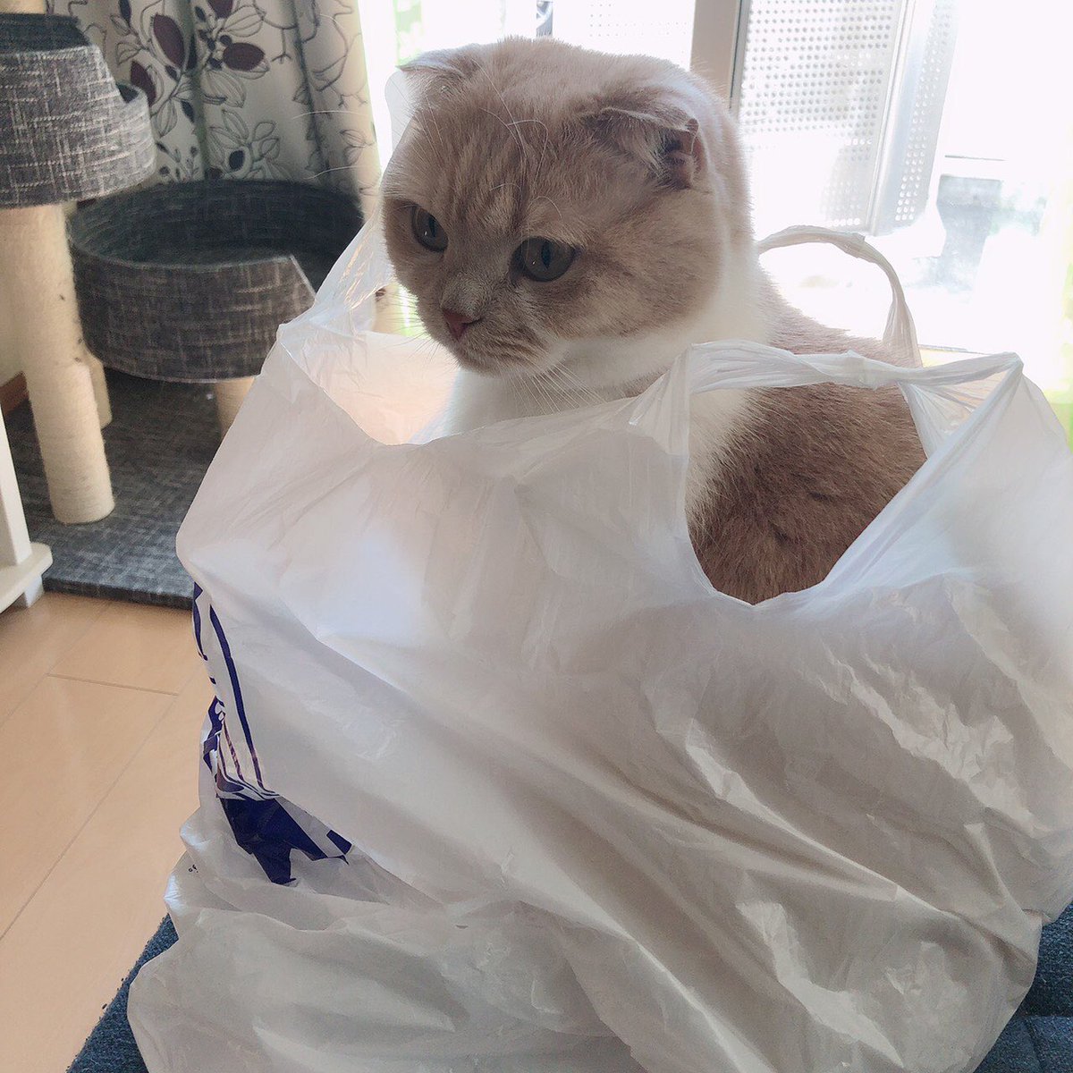 Advanceblast_10's tweet photo. 猫とビニールの相性の良さはまるで自分と愛車を見ているような、、、w https://t.co/maFe7NdkU5