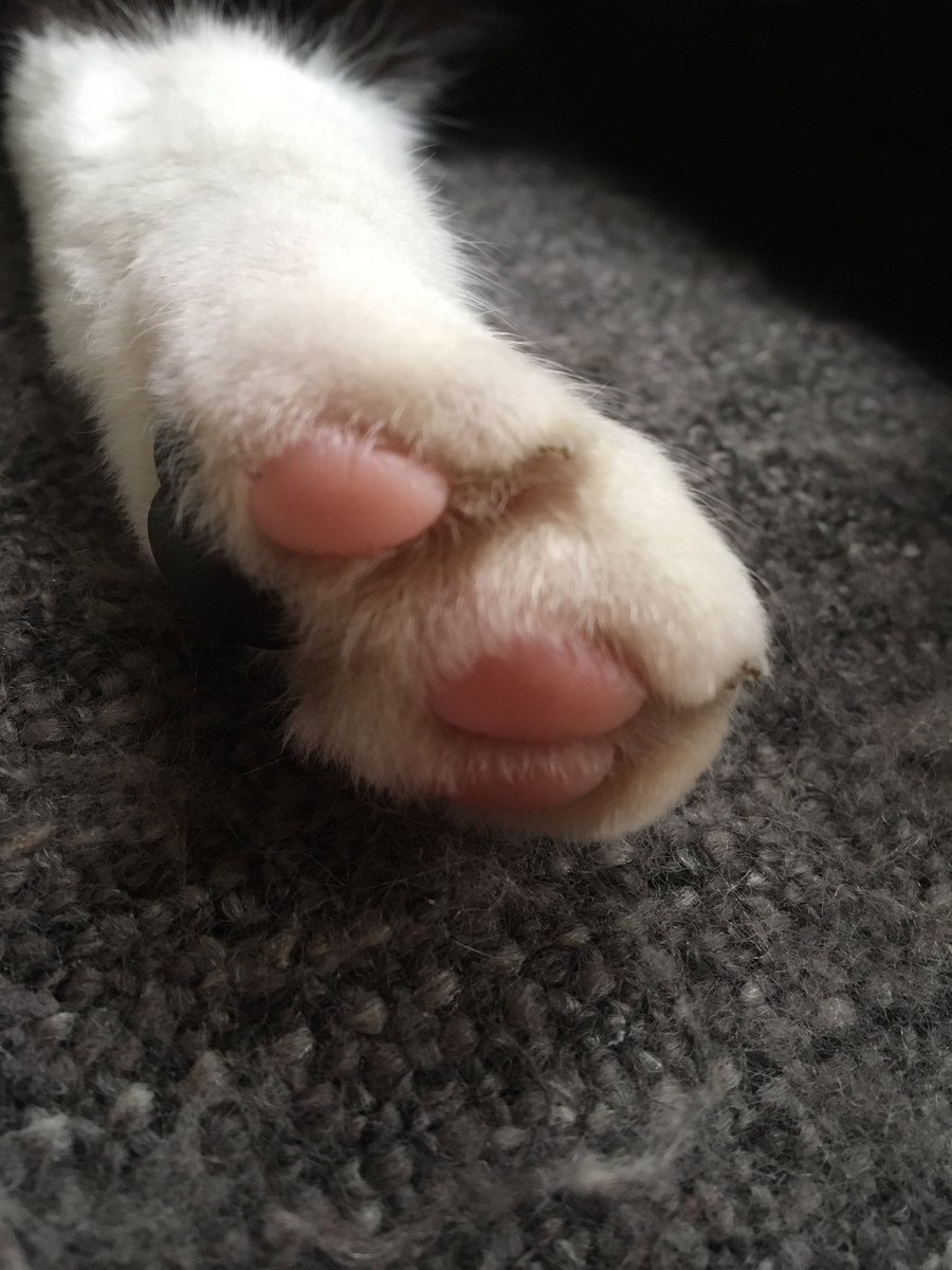 CharlieCat1809's tweet photo. Nothing more cute than my paw pads #CatsOnTwitter #Caturday #cat #blackandwhitecat https://t.co/L1Sw15zkzK