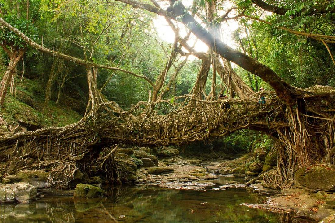 A living root bridge.  Very easy to see this for #woodelves in a #ttrpg

For #terrain inspiration

#woodelf #bridges #sylvaneth #rpg #dnd #dnd5e #pathfinder #fantasy #dndterrain #dungeonsanddragons #fantasyterrain #wargameterrain #rpg #aelves #warhammer #rpgterrain