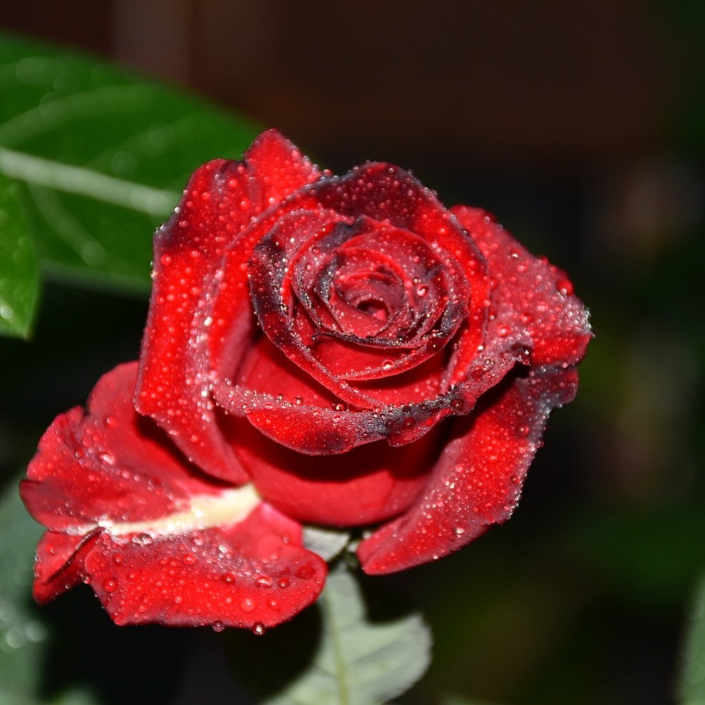 ty_ayumi's tweet photo. #flowers #flower_daily #flowerlovers #flowerphotos #flower #flowerinstagram #flowers🌸 #instadaily #instagram #instagoods #photooftheday #photoinsta #photos #photo #nikon #flowerphotography #flowerphotographer #flowerphotoshoot #flowerphoto #flowerstagram https://t.co/istHrelb7i