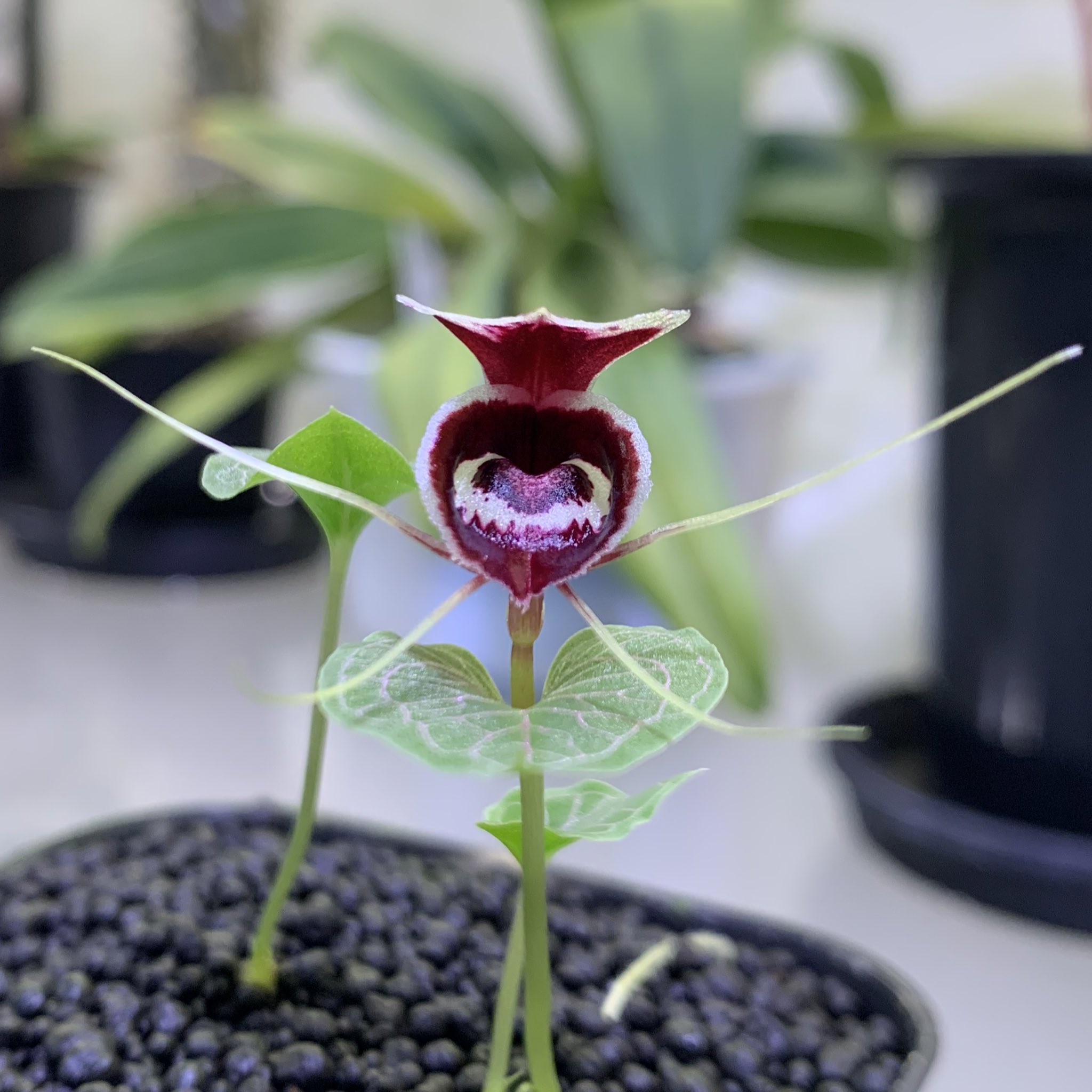 洋蘭原種 洋ラン Corybas Geminigibbus 洋らん Corybas - Search / X