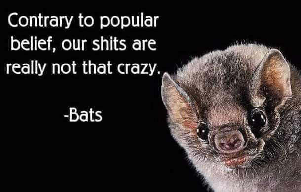 The_BatNurse's tweet photo. Happy #Baturday
#Bat poop, known as guano, contains an exceptionally high amount of Nitrogen, Phosphate, & Potassium, making it
a very effective fertilizer. Some people make a living by harvesting & selling guano. During the American civil war, it was used to make gunpowder. https://t.co/qsnEIvjXcQ