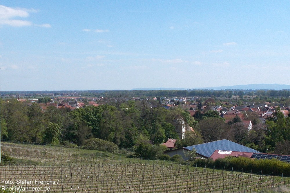 RheinWanderer's tweet photo. #Wandern am #Oberrhein: Diese herrliche #Wanderung (13 km) führt auf dem #Rheinterrassenweg in #Rheinhessen von #Oppenheim über #Guntersblum nach #Alsheim (Foto). Mein #Tipp: Macht einen Bummel durch Alsheim! Mehr Fotos + Infos hier: https://t.co/jnX10Rrwm7 #Rhein #RLPerleben https://t.co/cny9xlqgT3