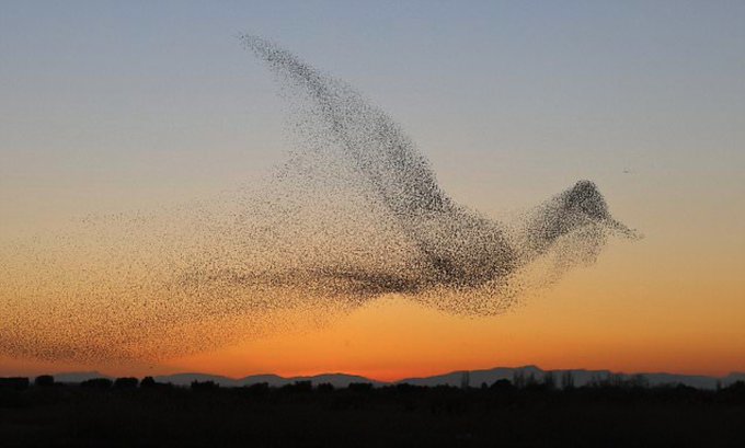 This photo is a miracle.
A pack of birds making a bird in the sky.
This image was captured in the 31st, December 2016 near Sant Pere Pescador in Catalonia, #Spain. 
#Tiredearth #ClimateAction
