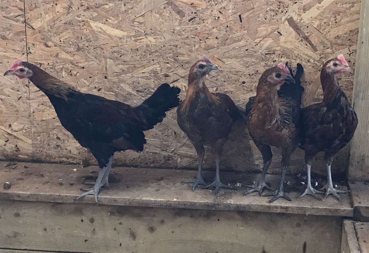 kmfmnews's tweet photo. NEWS: Four chickens abandoned in #Offham looking for new homes #kmfmnews https://t.co/XscF4m8Czt https://t.co/Vo1lJi9o75