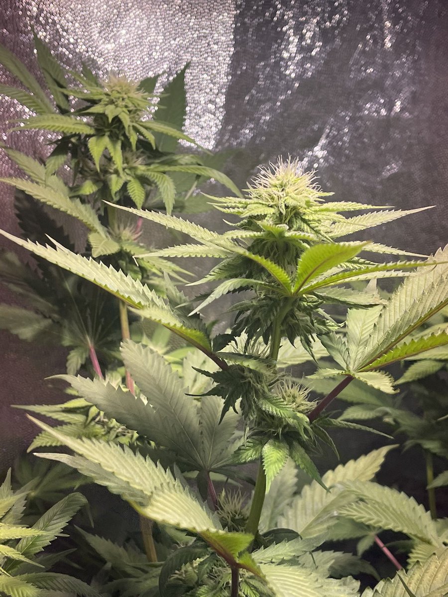 HazePodcast's tweet photo. This #maltezers is so beautiful ๐คฉ
#sativa #growyourown #weedlife #medicalmarijuana #mmemberville #friendlys #fribble @Friendlys #CannabisCommunity #WeedLovers #g13labs https://t.co/CyOMX701Dv