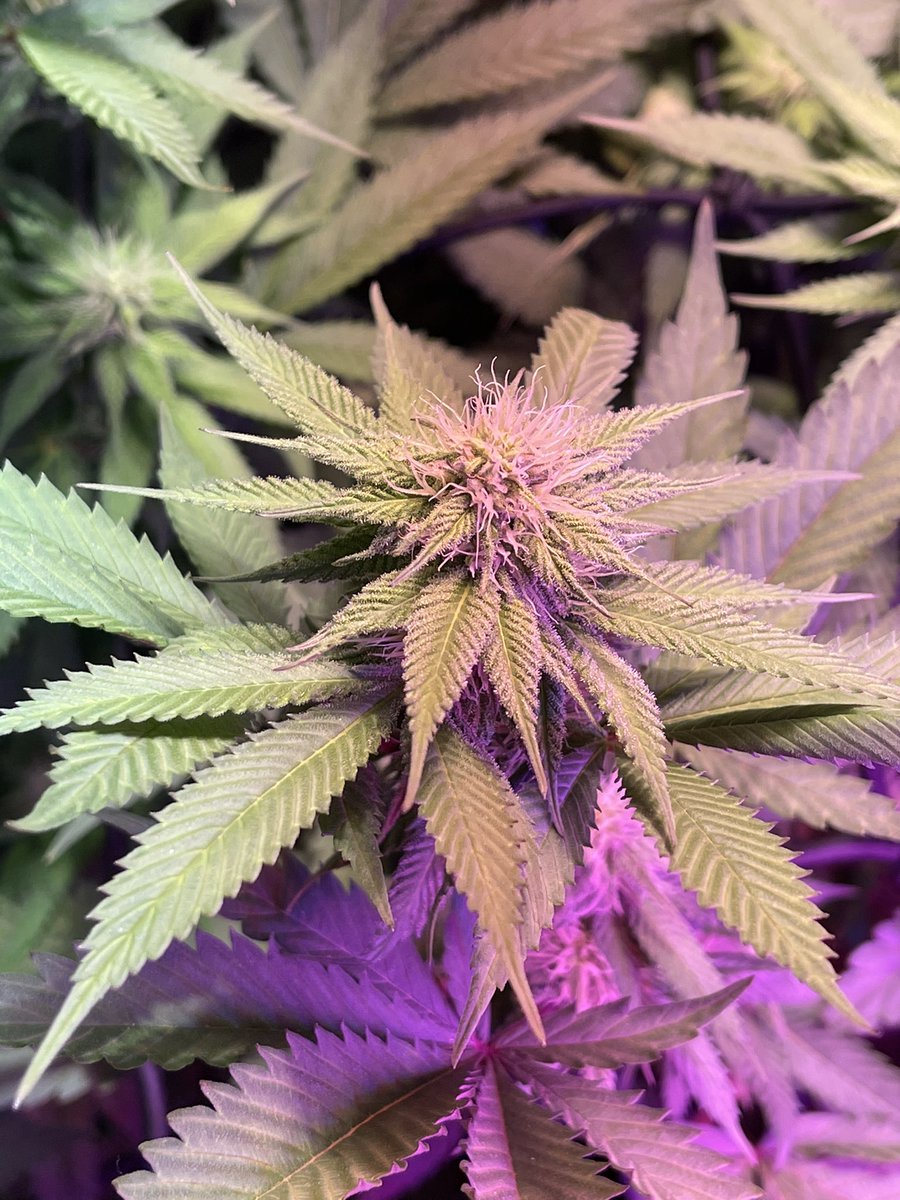 HazePodcast's tweet photo. This #maltezers is so beautiful ๐คฉ
#sativa #growyourown #weedlife #medicalmarijuana #mmemberville #friendlys #fribble @Friendlys #CannabisCommunity #WeedLovers #g13labs https://t.co/CyOMX701Dv