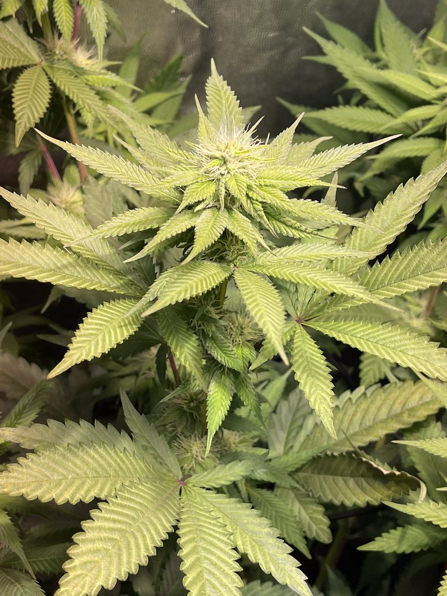 HazePodcast's tweet photo. This #maltezers is so beautiful ๐คฉ
#sativa #growyourown #weedlife #medicalmarijuana #mmemberville #friendlys #fribble @Friendlys #CannabisCommunity #WeedLovers #g13labs https://t.co/CyOMX701Dv
