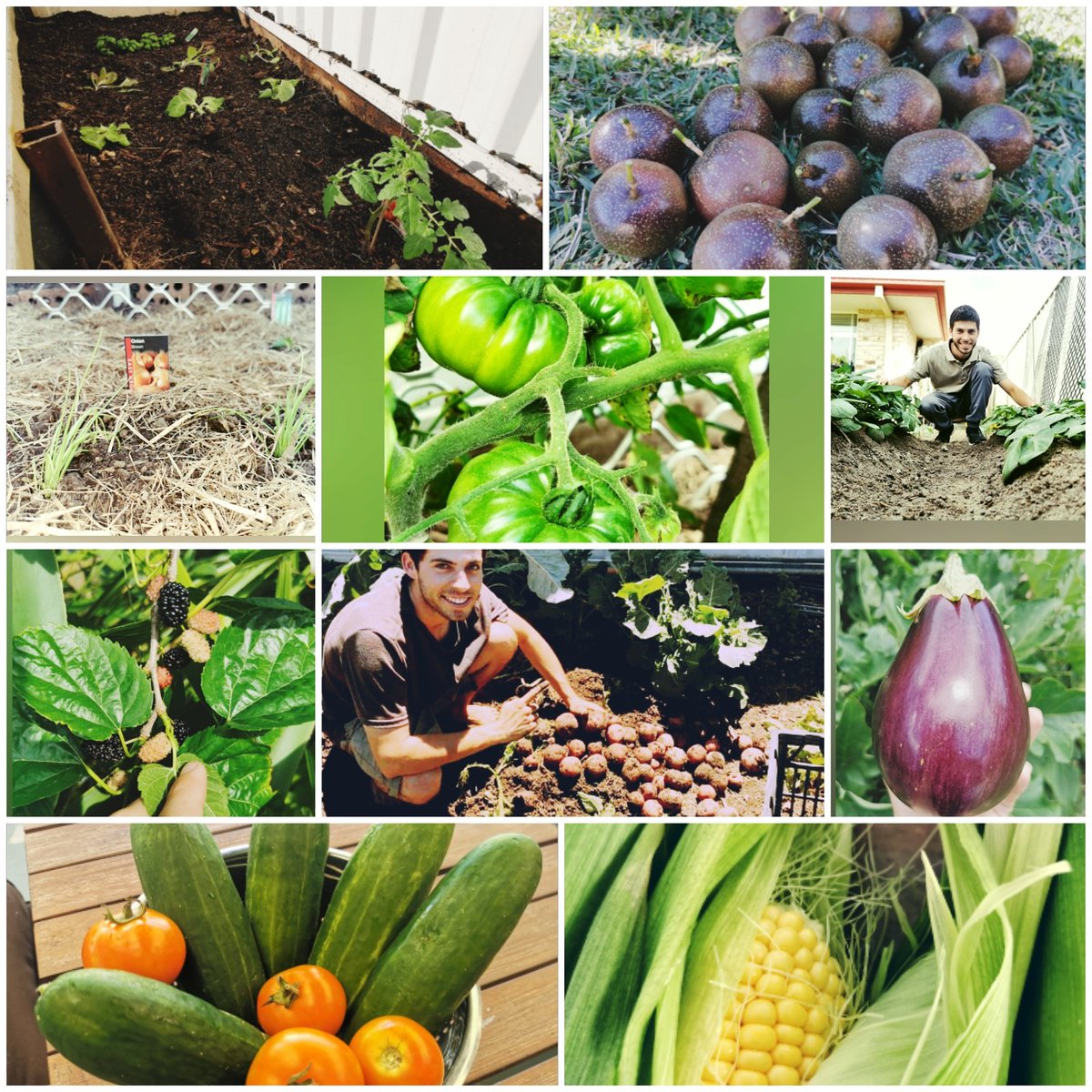 SavingHealth777's tweet photo. I haven't been as active on here as I'd like, but here's just some of the many backyard harvests I got last year 🌱 https://t.co/EVWDCAyIXi