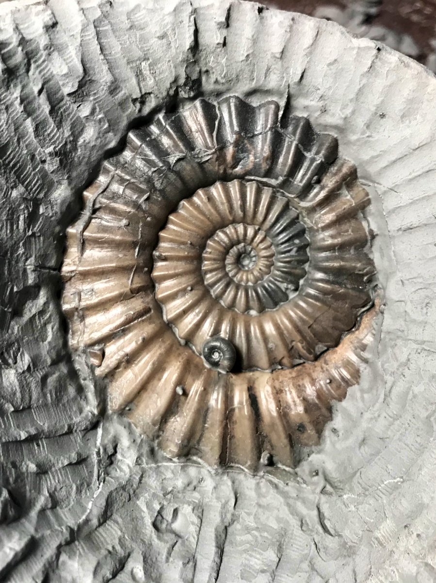 Update on my work in progress... there’s definitely another Ammonite and here it is! It’s another Androgynoceras. I should have it all prepped and finished by the end of today so I’ll show you the finished piece soon... 👍