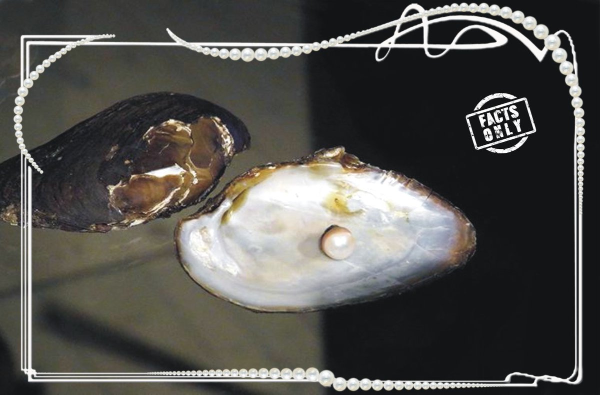 naukaved's tweet photo. The genome of the pearl mussel was decoded
Usually, in the genome in the course of its functioning, errors can occur, such as the failure of a computer program.
1/
#youthfulness #beauty #health #genetic #engineering #genome #gene #longliver https://t.co/x9VvJ3vux4