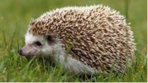 From Dan Kahneman: Thinking, Fast and SlowTHE ILLUSION OF VALIDITYp.221SPEAKING OF ILLUSORY SKILL“She is a hedgehog. She has a theory that explains everything, and it gives her the illusion that she understands the world.” #FreshAirNHS  #COVIDisAirborne
