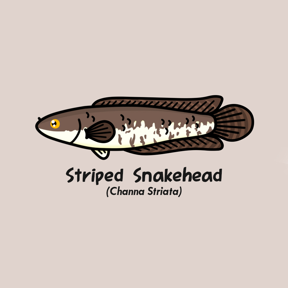 maskoeki's tweet photo. Gambar-gambar #1 

Snakehead fish https://t.co/fYrqGoaLsH