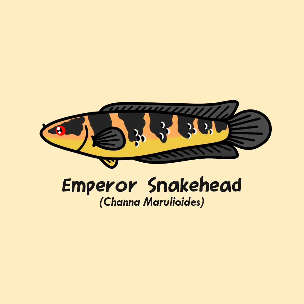 maskoeki's tweet photo. Gambar-gambar #1 

Snakehead fish https://t.co/fYrqGoaLsH