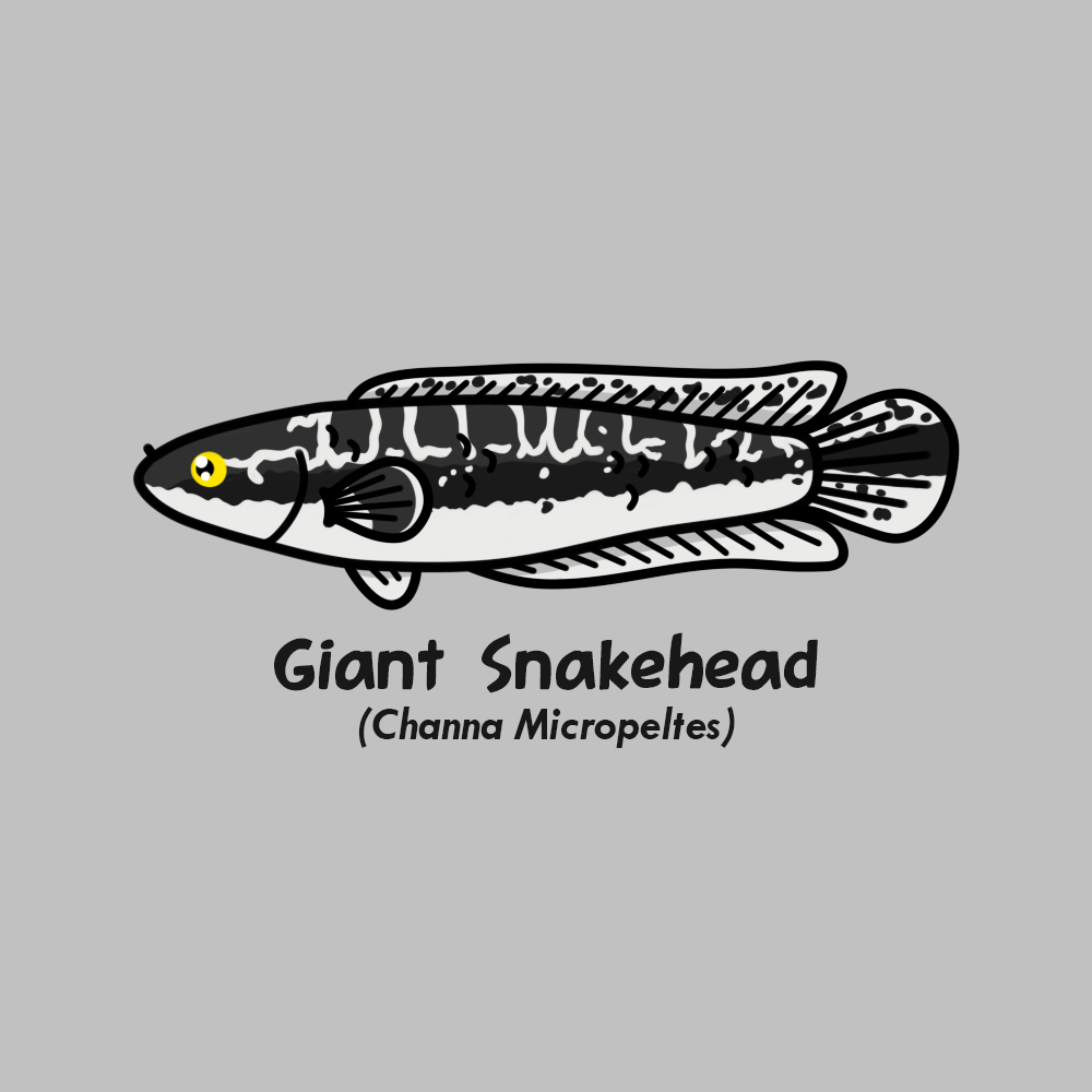 maskoeki's tweet photo. Gambar-gambar #1 

Snakehead fish https://t.co/fYrqGoaLsH