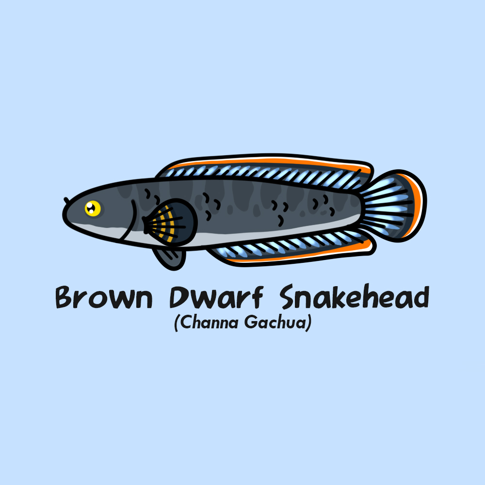 maskoeki's tweet photo. Gambar-gambar #1 

Snakehead fish https://t.co/fYrqGoaLsH