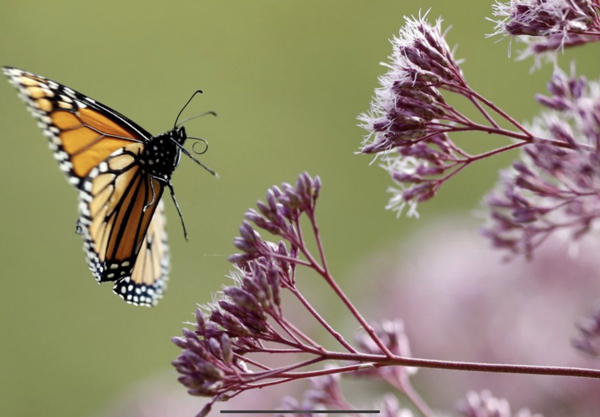 ErikSolheim's tweet photo. Scientists decry death by 1,000 cuts for world’s insects.
The planet may  be losing 1 - 2 % of all insects every year.
This is a very severe threat to life on Mother Earth!

https://t.co/IWGtG7RV3e https://t.co/jzBTrqLX2r