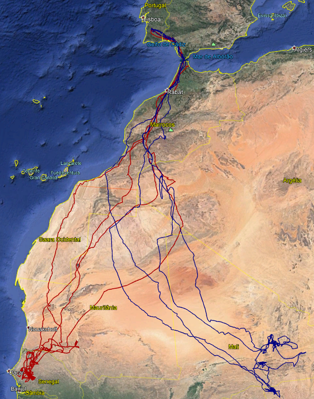 BirdsMove's tweet photo. Our last migratory #WhiteStork adults are back and it's incredible to see how consistent they are! Mimosa (blue) and Alvalade (red) migrate to the same areas in Africa year after year, and have now returned to their nests with only 2-5 days difference from 2020! #ornithology https://t.co/2c9V7fQ9my