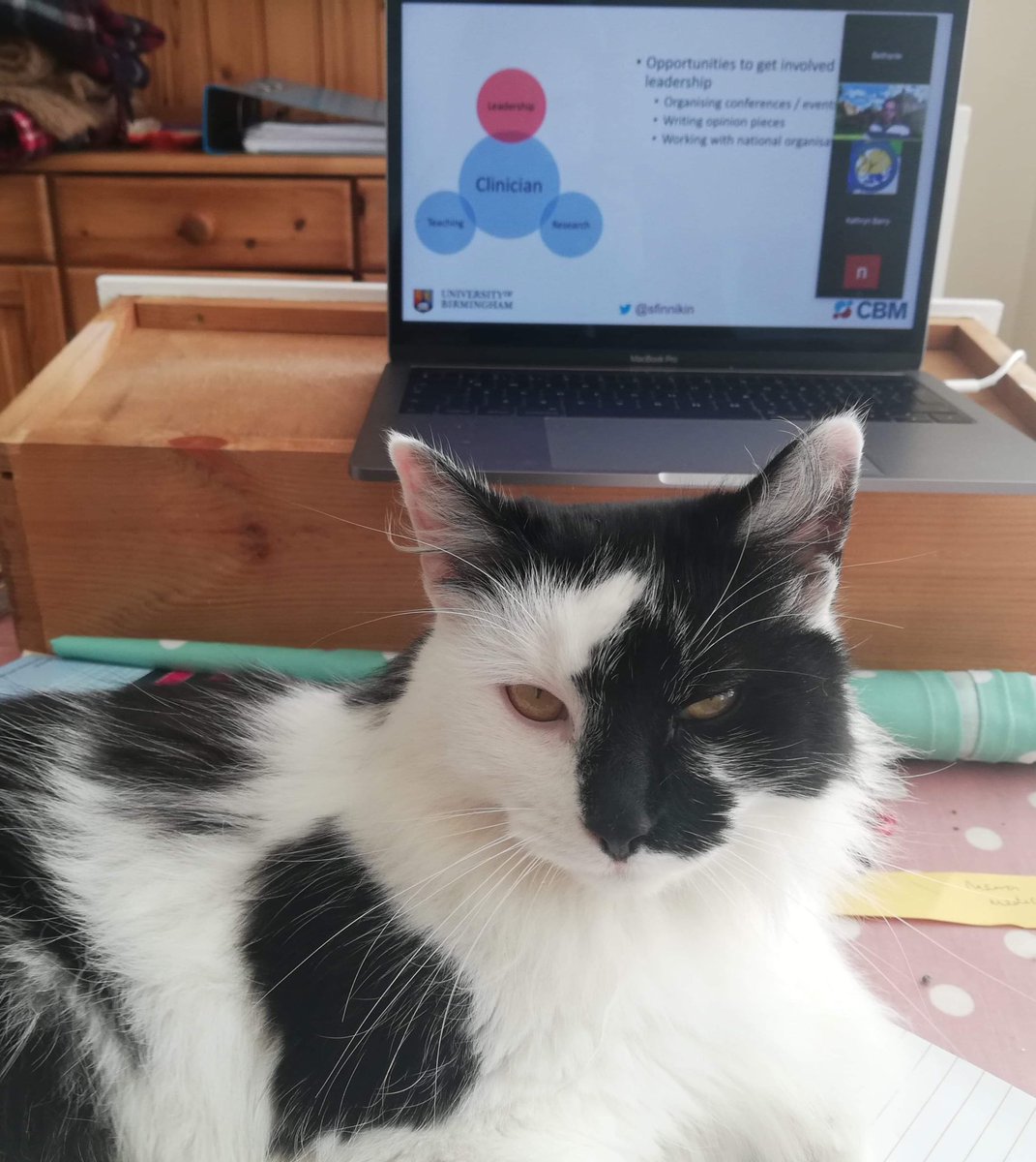 Attending a brilliant zoom conference about General Practice today by UoB GP society with my cat Dottie #universityofbirmingham #UoB #generalpractice #generalpracticesociety #GP #GPNurse