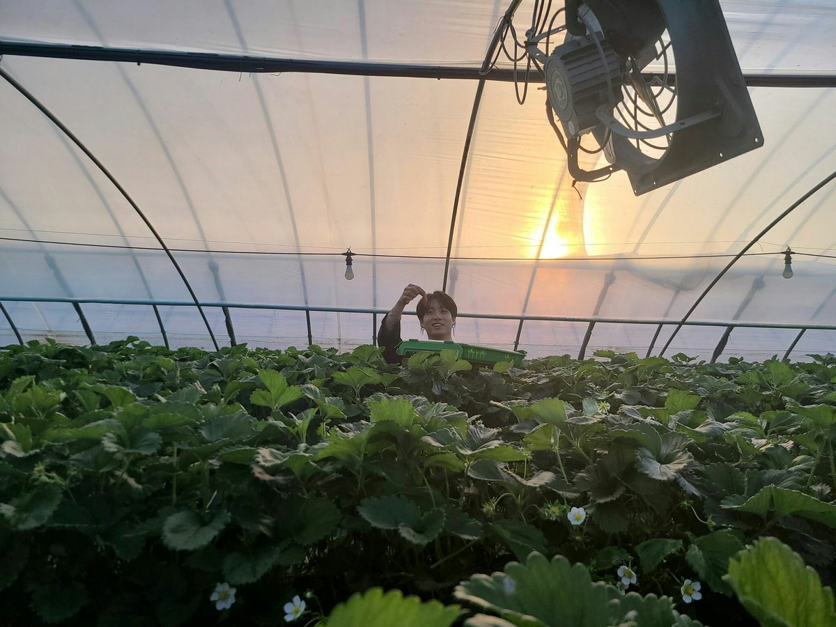 # 1 show him strawberry 