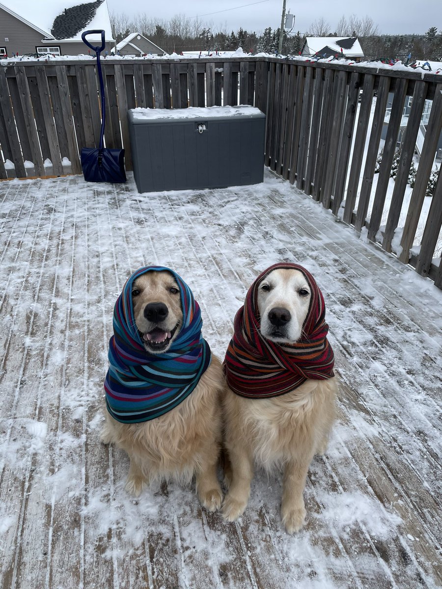 It’s Babushka Saturday!!! 😍🥰😁
(with a winter flair🧣😉) #dogsoftwitter