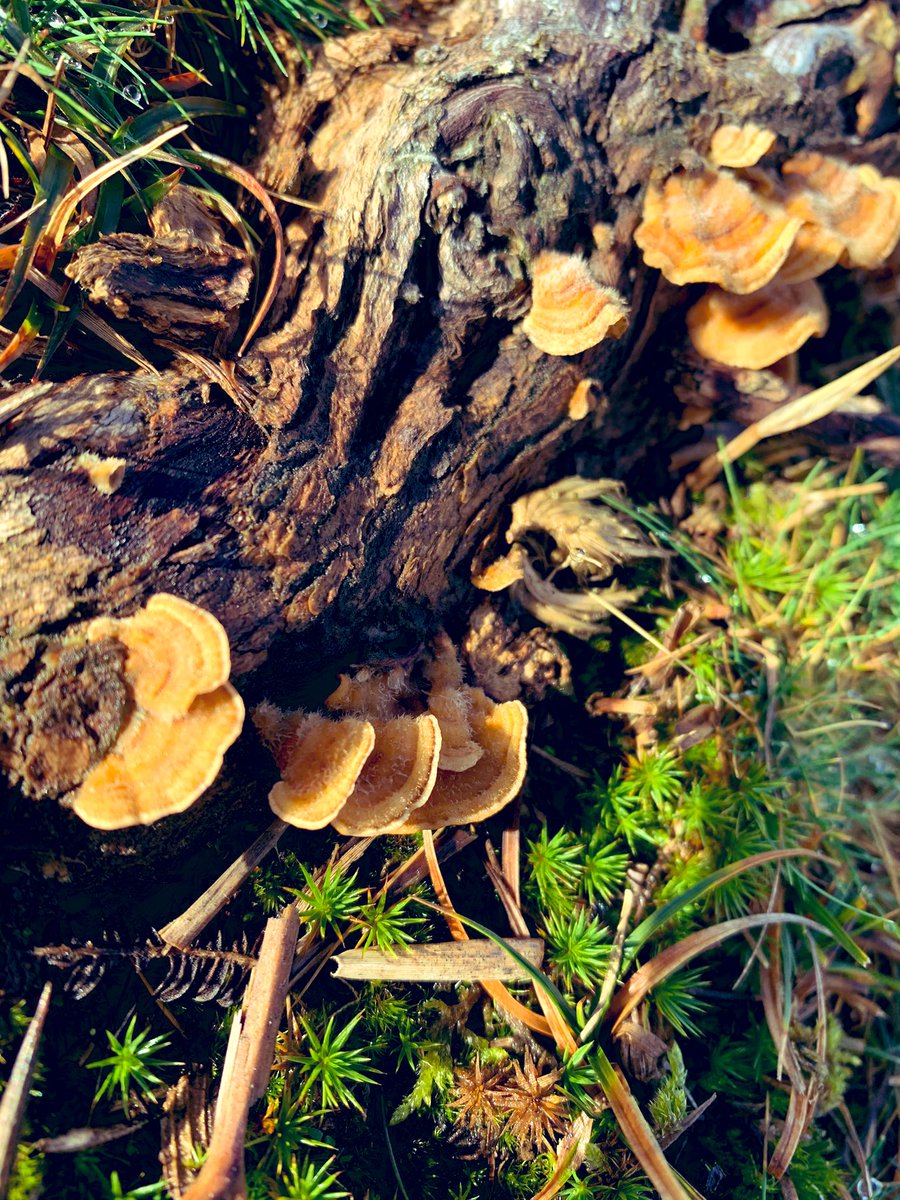 new forest ranger tweet media