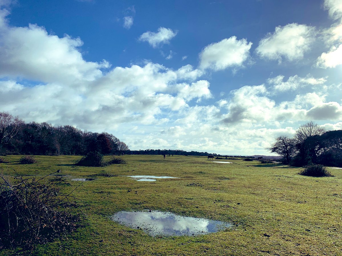 new forest ranger tweet media