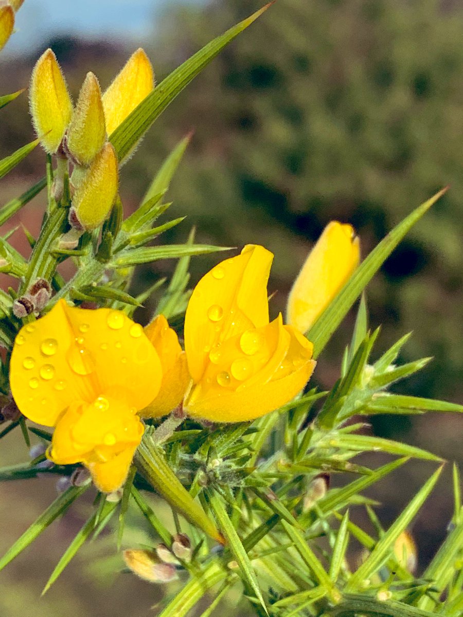 #sunshine after the #rain this morning the #Newforest is beautiful in every weather - enjoy your #dailyexercise everyone 🏃🏃‍♀️ wherever that may be #staylocal #staysafe #WearAMask #HandsFaceSpace