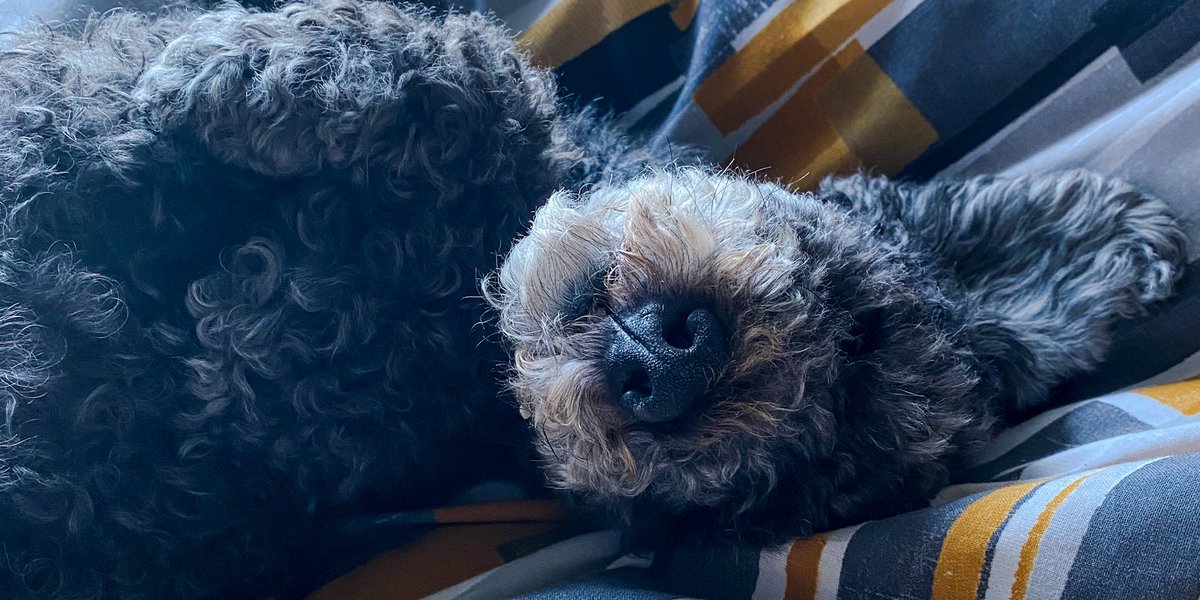 zaksabout's tweet photo. A Saturday bed day with this one is truly needed this weekend.
#ZaksAbout #DogDays #raining #BedDay #Saturday #ToyPoodle https://t.co/U0aGrQpw5r
