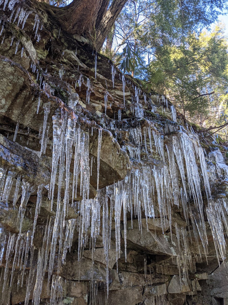 #11/9/21 Swallows Falls State Park (Garrett County)Highest waterfall in Maryland