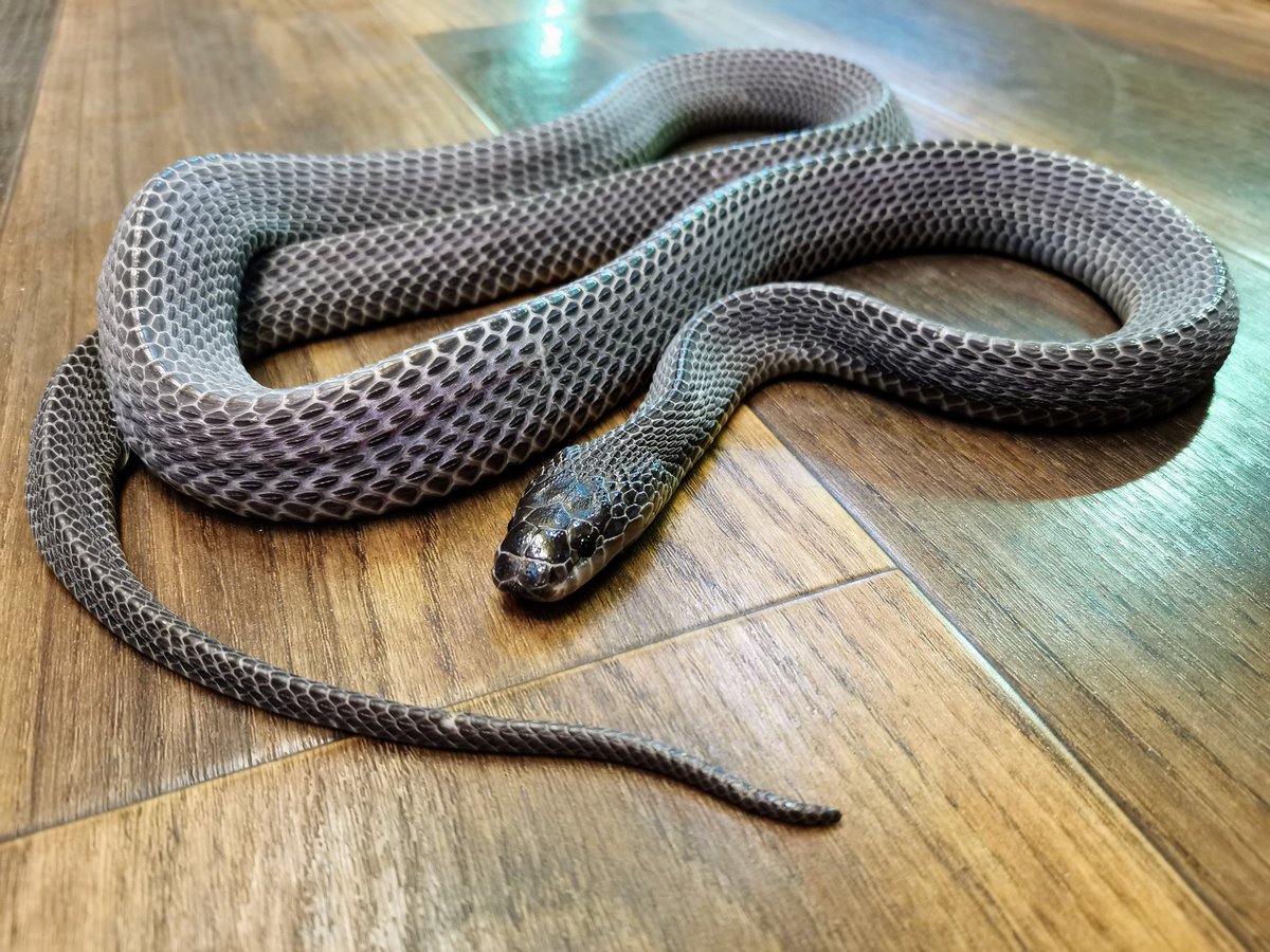 レプタイルストアガラパゴスの店主 アフリカから彗星のようにやって来たムラサキサンカクヘビ オス１メス２のトリオで入荷しております 鱗と鱗の隙間が絶妙にキモカッコイイぜ T Co J1adxmises Twitter