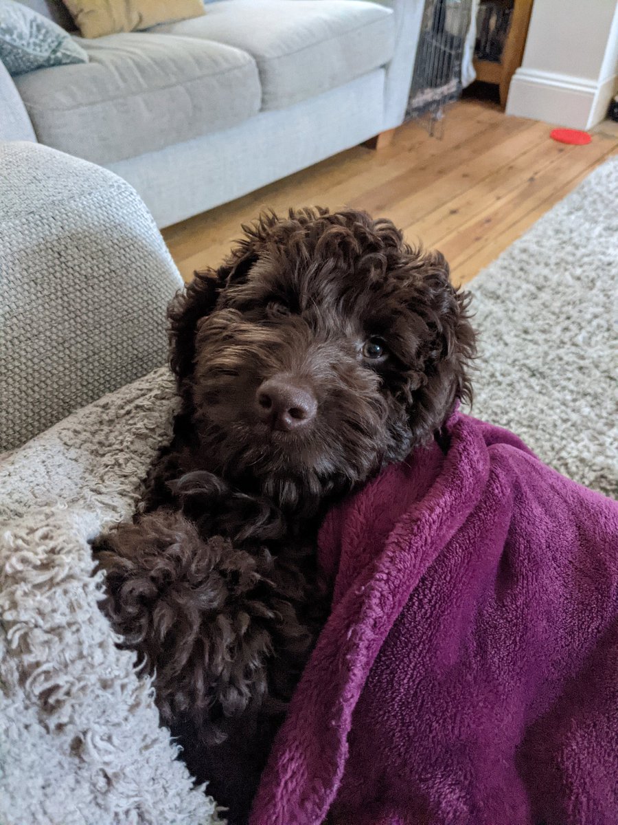 GeorgeKB16's tweet photo. A sleepy little pup after his first big walk around the edgbaston reservoir! https://t.co/9pROSCu1EK