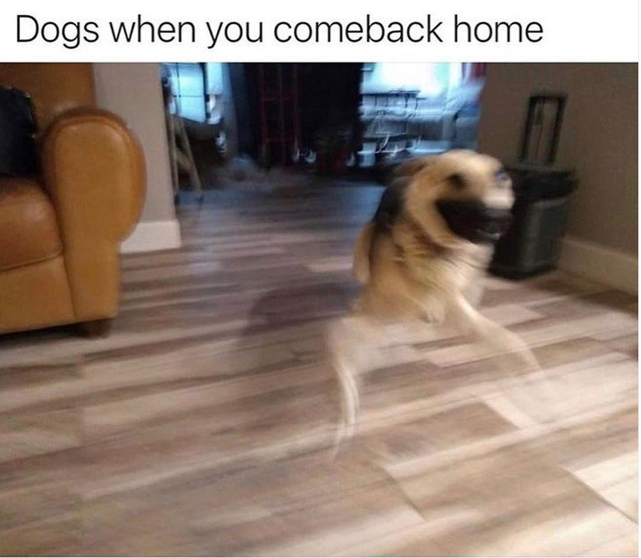 K9Nature's tweet photo. Oh, joy! 🥰 https://t.co/o1dbtG1OLF