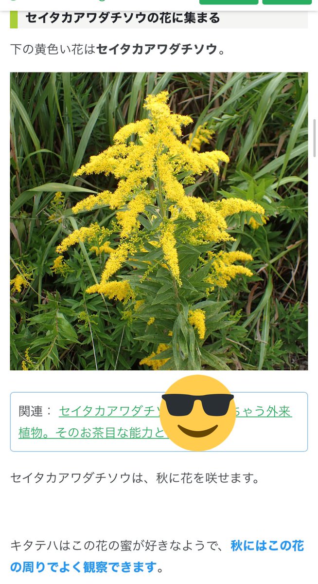 ワ氏 掃き溜め倉庫 呪術廻戦のopで 虎杖の足元を飛び虎杖が視線を向けていた蝶についてなんですが 色々調べてたらとんでもないところに行きついてしまいしかもめちゃくちゃ辻褄が合ってしまいまして 原作勢 特に本誌勢の方は是非とも鼻くそほじりながら