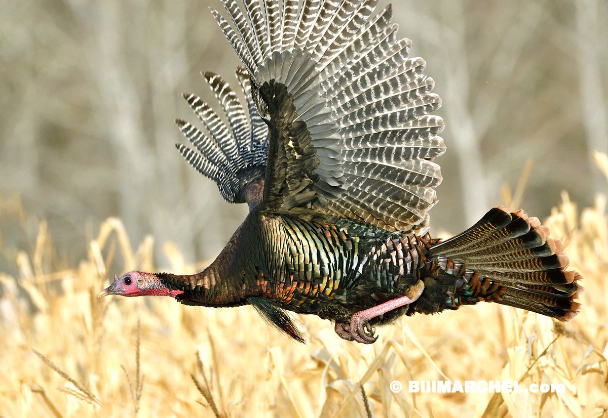 I photographed this adult Eastern Wild Turkey tom as it winged its way over a cornfield. The sun was at the optimum angle to illuminate his iridescent plumage. It’s amazing to see a 20 plus-pound bird so agile in flight. https://t.co/CCehGvLpm7