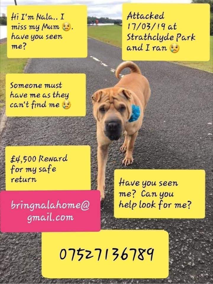 HELP FIND NALA tweet media