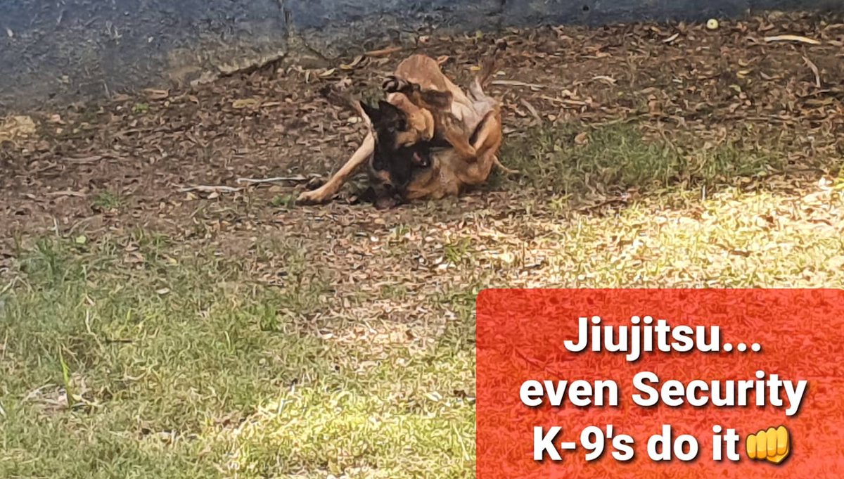 Ljrancier's tweet photo. Jiujitsu...even Security K-9's do itππ.
#jiujitsu #mma #dogs #malinois #germanshepherd #pitbull #doberman #security #policek9 #securityk9 #martialarts #fitness #graciejiujitsu https://t.co/8dHfKoSTih