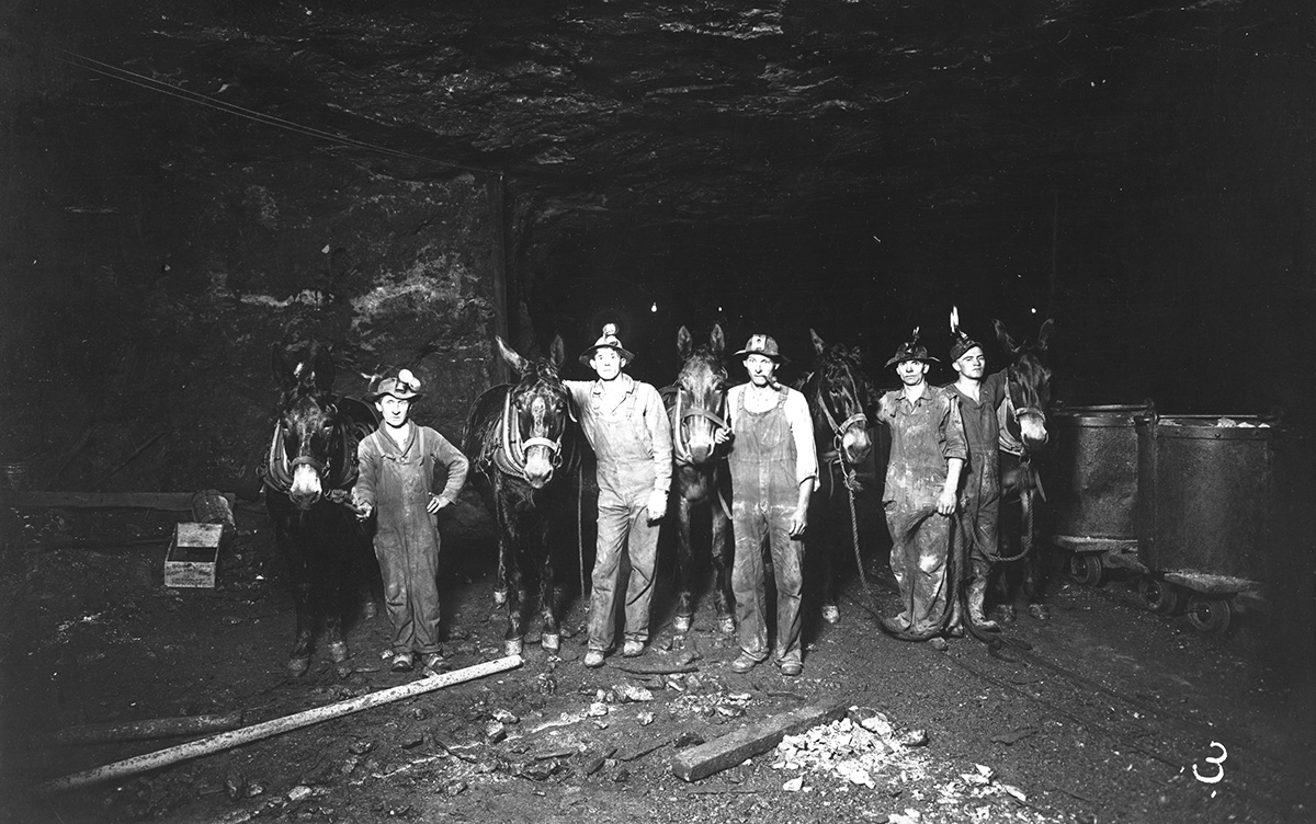 Did you know that mules were used to help mine in the Tri-State mining district? While horses aided miners at the surface, mules were primarily used underground, where many spent their entire lives. A good mule could pull 5 or 6 loaded ore cans at a time. #joplinmuseum